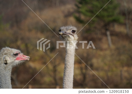 Ostrich head and neck close-up in the park 120918150