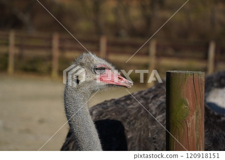 Ostrich head and neck close-up in the park 120918151