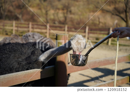 Ostrich in the paddock eating food from a ladle Ostrich in the paddock eating food from a ladle 120918152