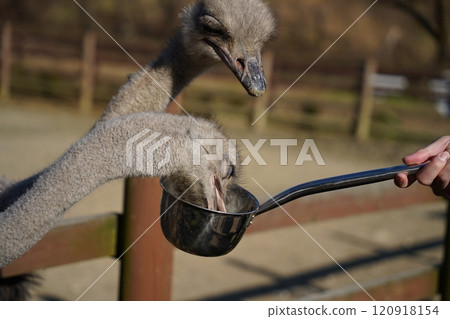 Ostrich in the paddock eating food from a ladle 120918154