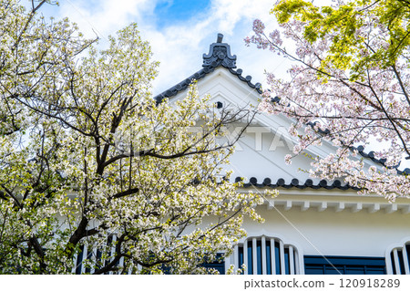 [Japan's 100 Famous Castles] Okayama Castle, Shiozora and Sakura 2, Kita-ku, Okayama City, Okayama Prefecture 120918289