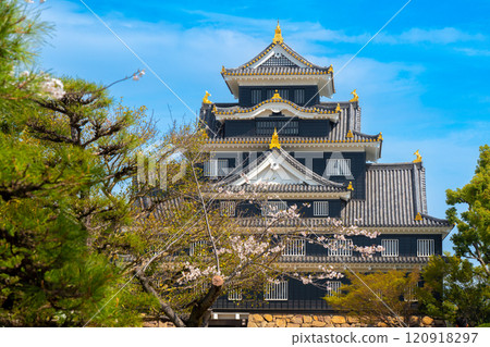 [Japan's 100 Famous Castles] Okayama Castle: Cherry blossoms and castle tower 8, Kita-ku, Okayama City, Okayama Prefecture 120918297