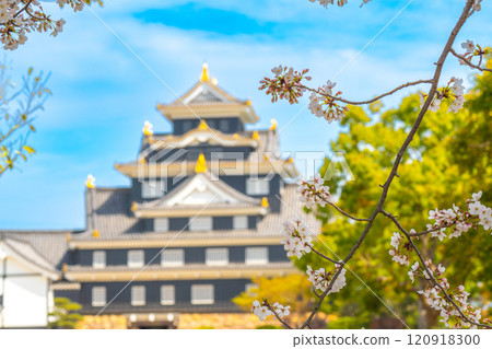 [Japan's 100 Famous Castles] Okayama Castle: Somei-Yoshino Cherry Blossoms and Castle Tower 5, Kita-ku, Okayama City, Okayama Prefecture 120918300