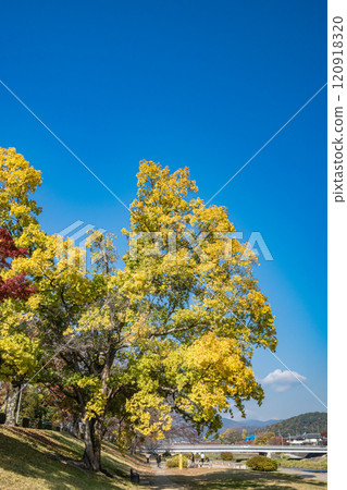 Kamo River (Kamogawa) scenery in early winter, colorful trees, Kyoto City Kamo River (Kamogawa) scenery in early winter, colorful trees, Kyoto City 120918320