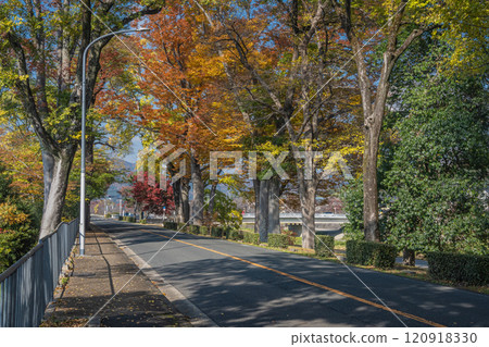 京都市初冬鴨川沿岸的行道樹 120918330