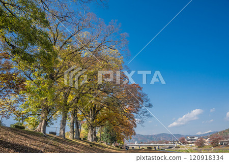 Kamo River Zelkova Tree Line, Kyoto City 120918334