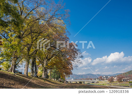 鴨川櫸樹 京都市 120918336