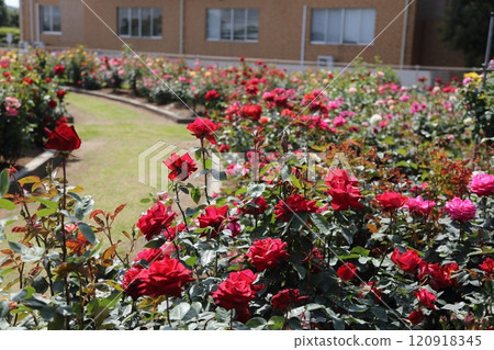 Arao City Ominous Citizen Flower Bed Rose Flower, 120918345