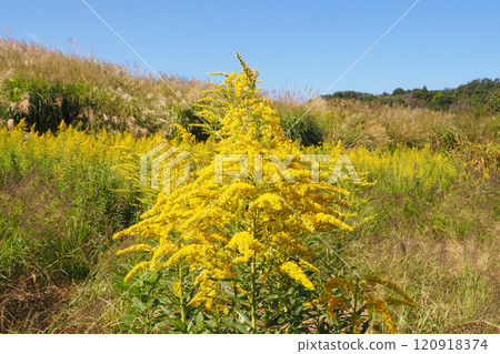 黃花 120918374