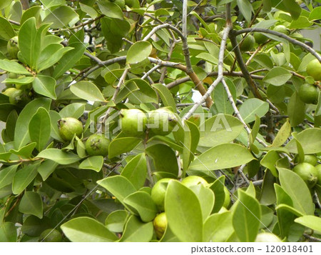 Tropical fruit mega guava soon to be harvested Tropical fruit mega guava soon to be harvested 120918401