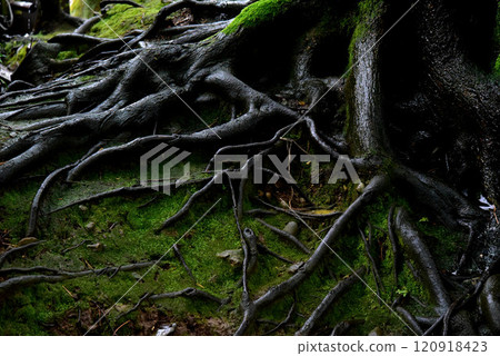 樹根 120918423