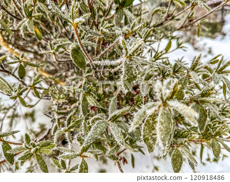 Below-zero morning - frozen plants 120918486