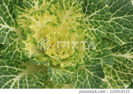 White flowers on peony leaves, winter scenery White flowers on peony leaves, winter scenery 120918535