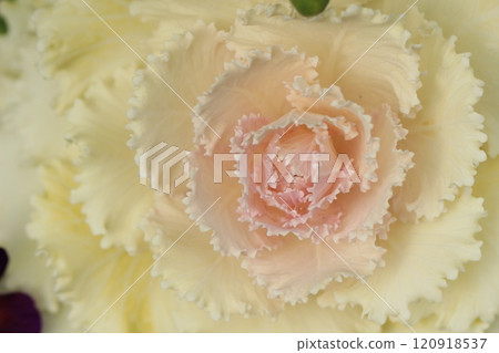 牡丹葉上的白花，冬季景觀 120918537