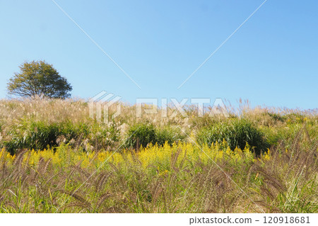 A cluster of Japanese laurel, Japanese silverleaf, and silver grass 120918681