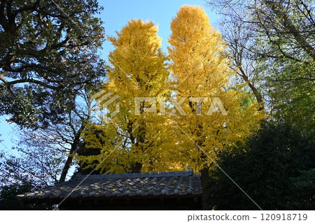 Autumn foliage of a large tree at the gate at the entrance of Otaguro Park in Ogikubo, Suginami Ward 120918719