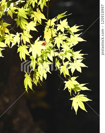 Green maple leaves 120918997