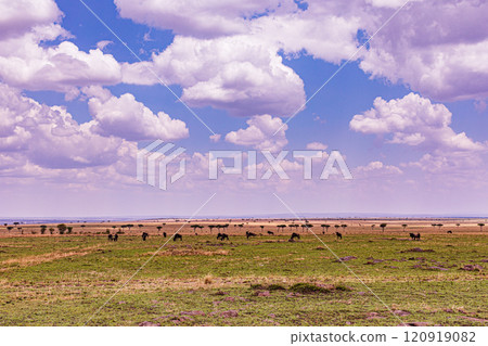 Maasai Mara National Game Reserve Park Savannah Grassland Great rift valley wilderness nature fauna wild wildlife Narok County Kenya East Africa landscapes safaris travels discover trees road sky epic 120919082