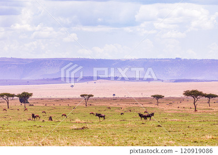 Maasai Mara National Game Reserve Park Savannah Grassland Great rift valley wilderness nature fauna wild wildlife Narok County Kenya East Africa landscapes safaris travels discover trees road sky epic Maasai Mara National Game Reserve Park Savannah Grassland Great rift valley wilderness nature fauna wild wildlife Narok County Kenya East Africa landscapes safaris travels discover trees road sky epic 120919086
