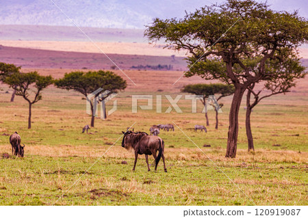 Maasai Mara National Game Reserve Park Savannah Grassland Great rift valley wilderness nature fauna wild wildlife Narok County Kenya East Africa landscapes safaris travels discover trees road sky epic 120919087