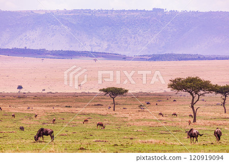 Maasai Mara National Game Reserve Park Savannah Grassland Great rift valley wilderness nature fauna wild wildlife Narok County Kenya East Africa landscapes safaris travels discover trees road sky epic 120919094