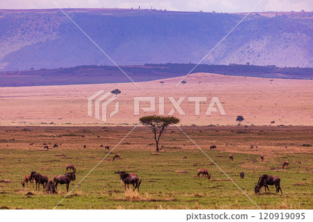 Maasai Mara National Game Reserve Park Savannah Grassland Great rift valley wilderness nature fauna wild wildlife Narok County Kenya East Africa landscapes safaris travels discover trees road sky epic 120919095