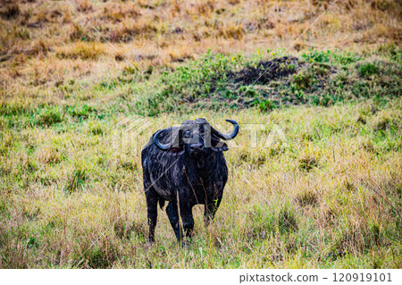 Maasai Mara National Game Reserve Park Savannah Grassland Great rift valley wilderness nature fauna wild wildlife Narok County Kenya East Africa landscapes safaris travels discover trees road sky epic 120919101