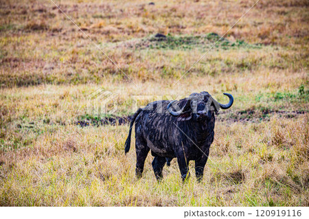 Maasai Mara National Game Reserve Park Savannah Grassland Great rift valley wilderness nature fauna wild wildlife Narok County Kenya East Africa landscapes safaris travels discover trees road sky epic 120919116