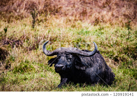 Maasai Mara National Game Reserve Park Savannah Grassland Great rift valley wilderness nature fauna wild wildlife Narok County Kenya East Africa landscapes safaris travels discover trees road sky epic 120919141