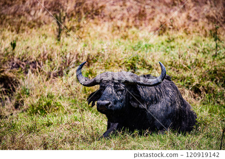 Maasai Mara National Game Reserve Park Savannah Grassland Great rift valley wilderness nature fauna wild wildlife Narok County Kenya East Africa landscapes safaris travels discover trees road sky epic 120919142