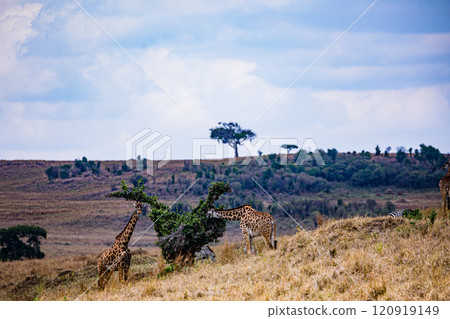 Maasai Mara National Game Reserve Park Savannah Grassland Great rift valley wilderness nature fauna wild wildlife Narok County Kenya East Africa landscapes safaris travels discover trees road sky epic Maasai Mara National Game Reserve Park Savannah Grassland Great rift valley wilderness nature fauna wild wildlife Narok County Kenya East Africa landscapes safaris travels discover trees road sky epic 120919149