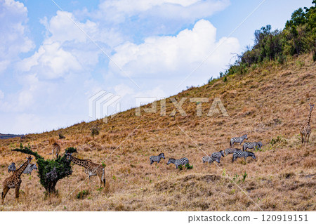 Maasai Mara National Game Reserve Park Savannah Grassland Great rift valley wilderness nature fauna wild wildlife Narok County Kenya East Africa landscapes safaris travels discover trees road sky epic Maasai Mara National Game Reserve Park Savannah Grassland Great rift valley wilderness nature fauna wild wildlife Narok County Kenya East Africa landscapes safaris travels discover trees road sky epic 120919151