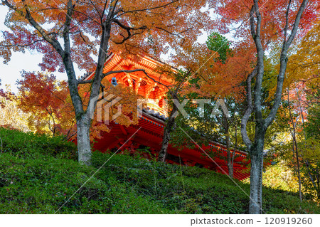 Mitaki寺廟秋葉 Mitaki寺廟秋葉 120919260