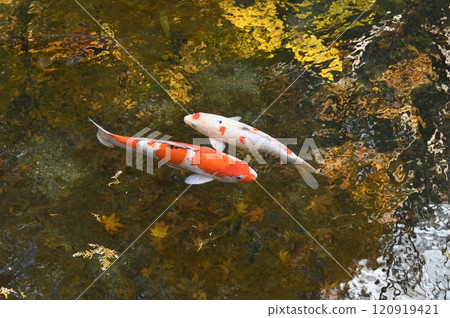 紅白鯉魚和秋塘 120919421