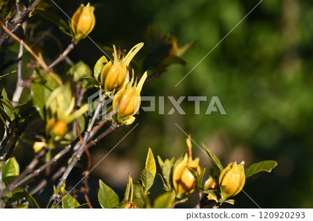 Gardenia Fruit (December) Gardenia Fruit (December) 120920293
