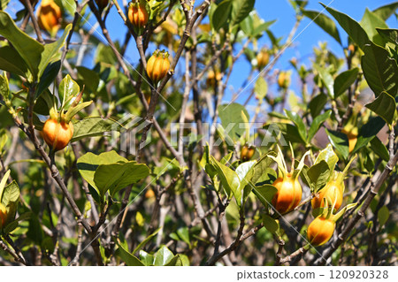 Gardenia Fruit (December) Gardenia Fruit (December) 120920328
