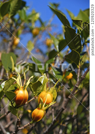 Gardenia Fruit (December) 120920329
