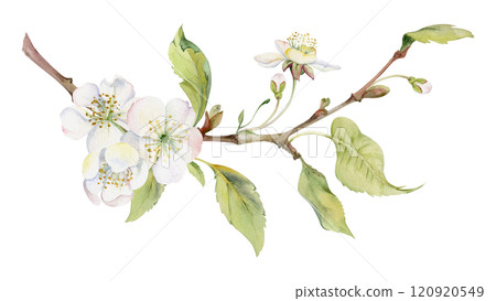 Cherry sakura white flower with green leaves on branch, hand drawn in watercolor, wildflower botanical illustration. Isolated garland composition. Scrapbooking, florist shop, decoupage, wedding cards Cherry sakura white flower with green leaves on branch, hand drawn in watercolor, wildflower botanical illustration. Isolated garland composition. Scrapbooking, florist shop, decoupage, wedding cards 120920549