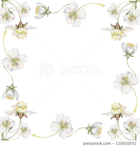 Cherry sakura white flower and bud on stems, hand drawn in watercolor, apple blossom early spring wildflower botanical illustration. Isolated border frame, for wedding, florist shop, scrapbooking 120920551