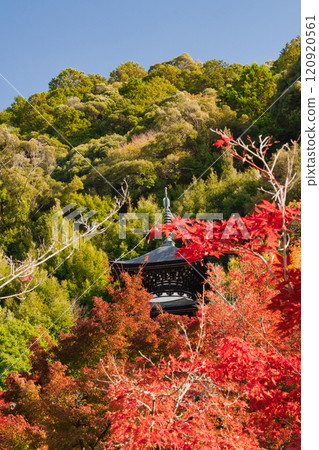 Maple leaves at Eikando Temple 2024 Maple leaves at Eikando Temple 2024 120920561