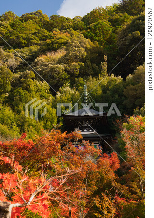 Maple leaves at Eikando Temple 2024 Maple leaves at Eikando Temple 2024 120920562