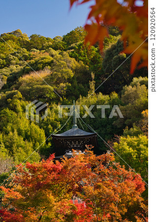 楓葉永觀堂 2024 120920564