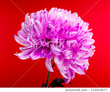 Pink Chrysanthemum on red Background 120920677