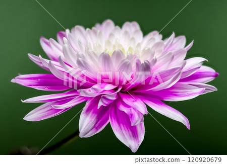 Pink Chrysanthemum on Green Background 120920679