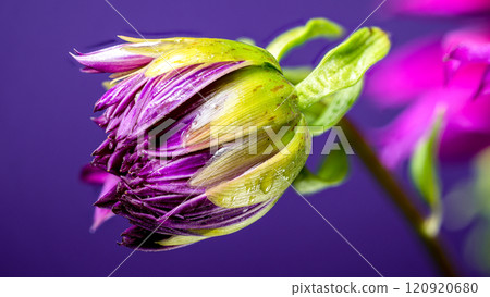 Regal Dahlia on a gpurple background 120920680