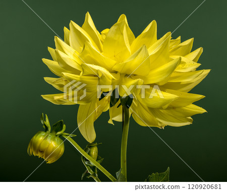 Sunny Dahlia on a green background 120920681