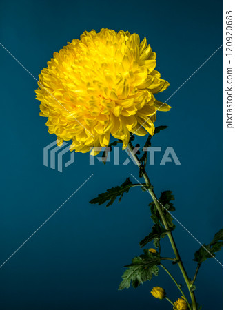 Yellow Chrysanthemum on blue Background Yellow Chrysanthemum on blue Background 120920683