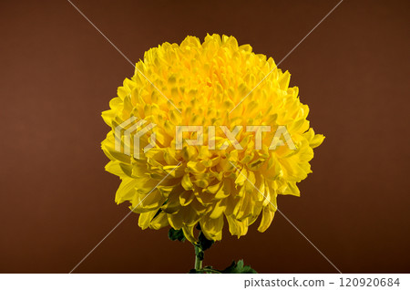Yellow Chrysanthemum on brown Background Yellow Chrysanthemum on brown Background 120920684