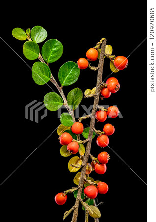 Cotoneaster Branch with Red Berries on black background Cotoneaster Branch with Red Berries on black background 120920685