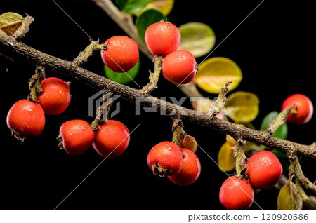 Cotoneaster Branch with Red Berries on black background Cotoneaster Branch with Red Berries on black background 120920686